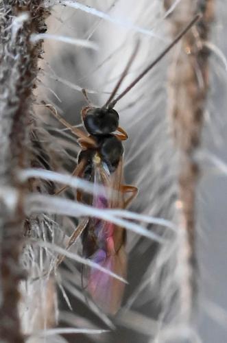 Réf. 337 525 : Tersilochinae inconnu